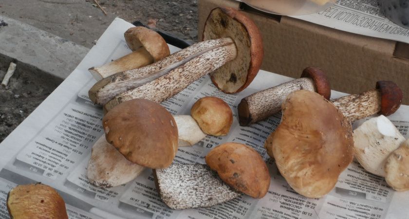 Родственник рыжика, но лучше — плотный, сладкий и мясистый: грибники его не собирают, а зря