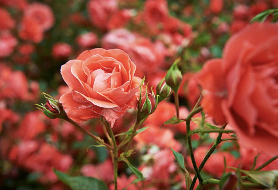     :   blooming 