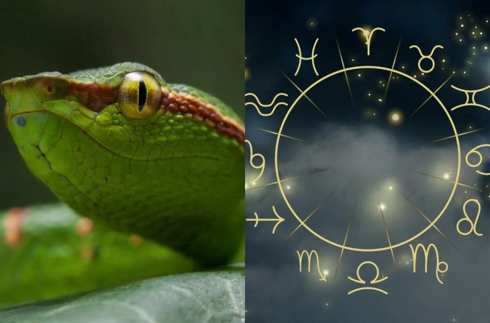 Год Деревянной Змеи: чего ожидать знакам зодиака в 2025 году