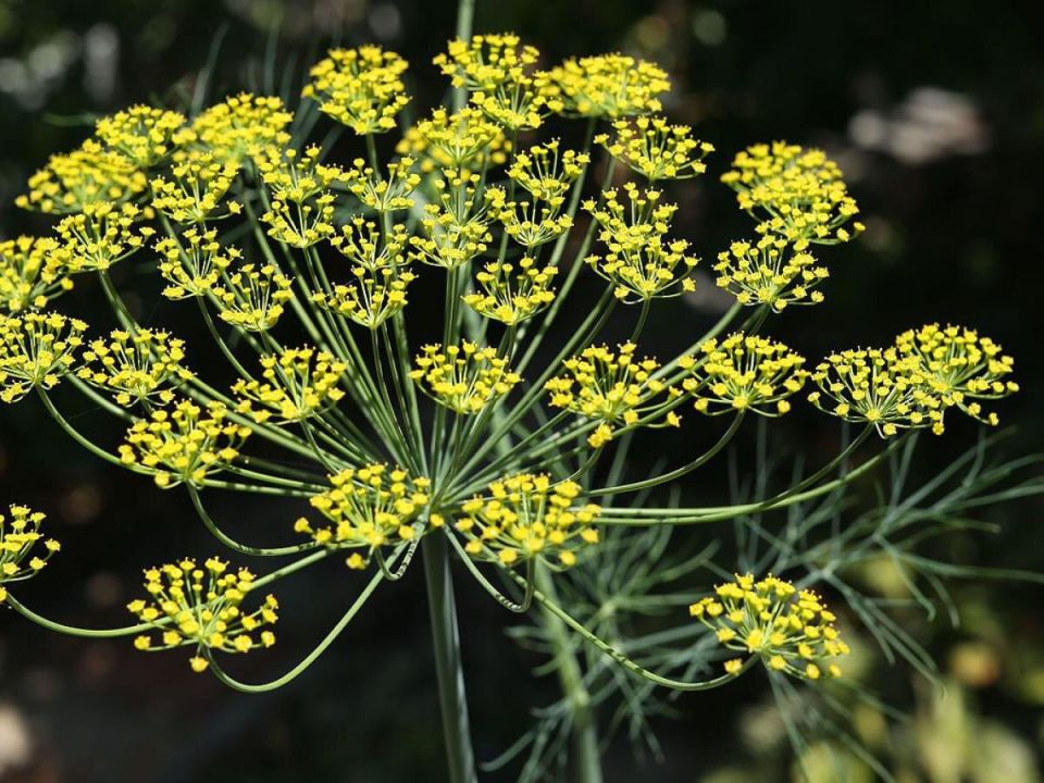 Укроп в саду: маленький секрет больших урожая