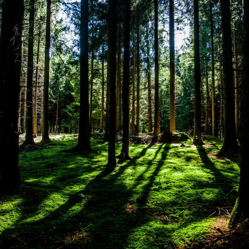 Как найти настоящие грузди: секреты успешной грибной охоты в лесу