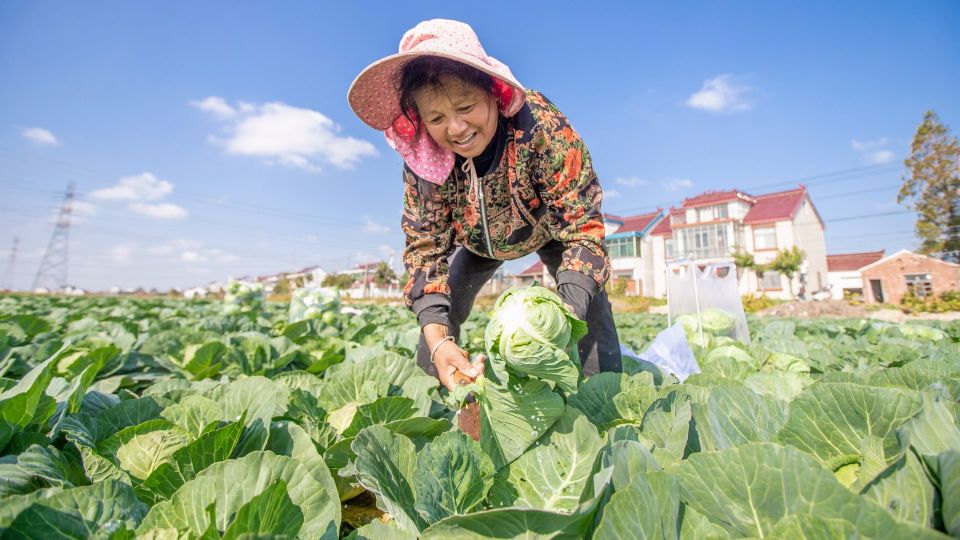Ни один листик не сгниет: вот как нужно хранить капусту дома