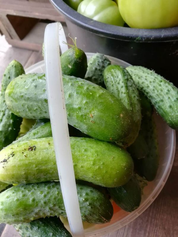 Дачный опыт: радости и трудности на пути к урожаю