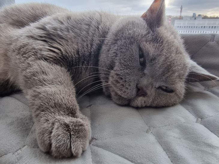 Как избавиться от неприятного запаха в лотке кошки: воздух в доме снова будет приятным