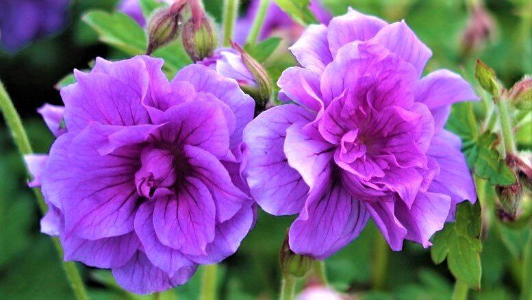 Как вырастить идеальный сад с геранью: невероятные преимущества многолетника