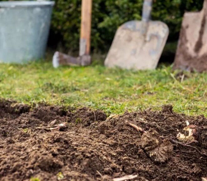 Ошибки при использовании триходермы: 3 причины, почему биофунгицид может не сработать