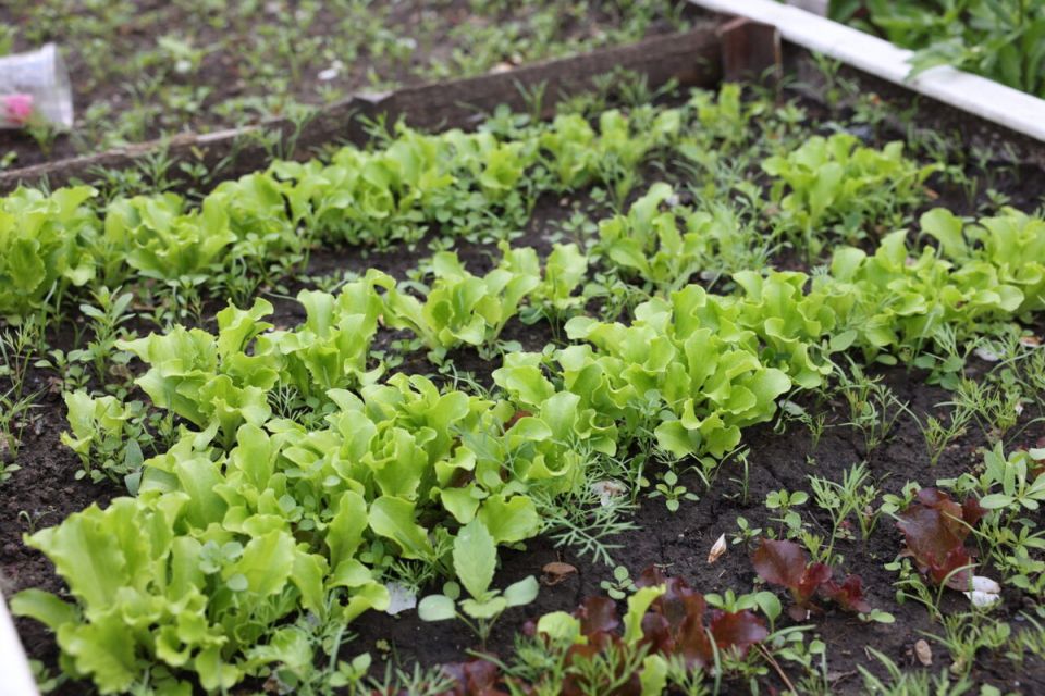 Как правильно мыть овощи и зелень: советы для здоровья