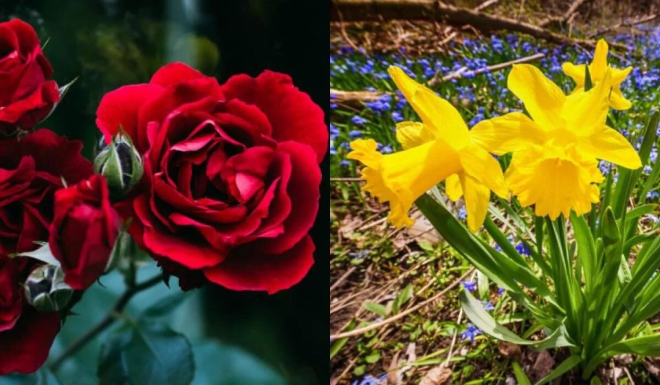 С каждым месяцем цветок для вашей души