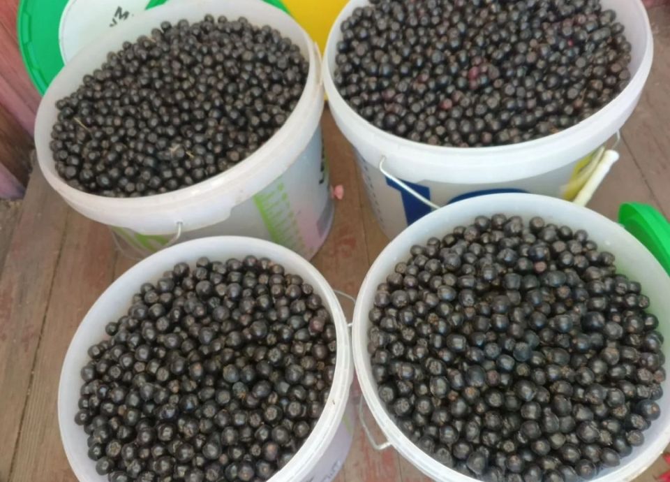 Почему дачные ягоды остались на кустах: нестабильный спрос и экономические реалии