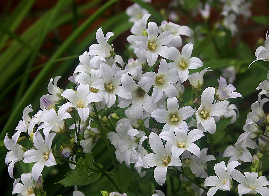Молочноцветковый колокольчик: садовое чудо в вашем дворе