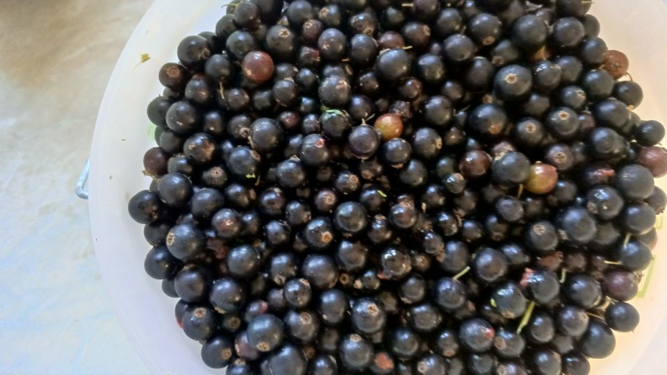 Почему в этом сезоне не удается собрать урожай ягод: проблемы и прогнозы