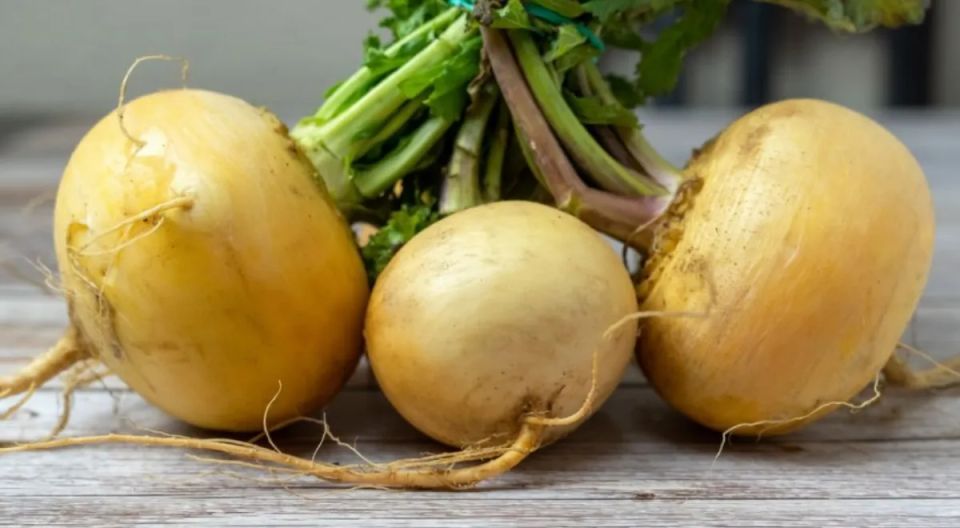 Овощи августа: полезные находки для вашего здоровья