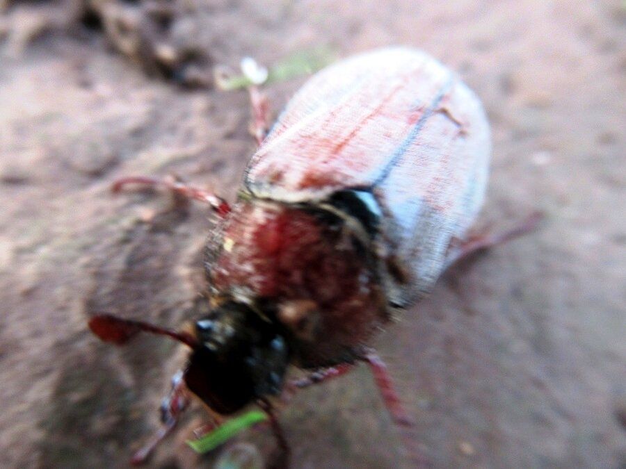 Как эффективно защитить сад от майского жука и личинок: практические советы