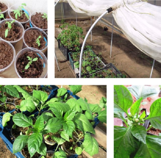 Опыт закаливания рассады: секреты успешной подготовки перцев, баклажанов и томатов