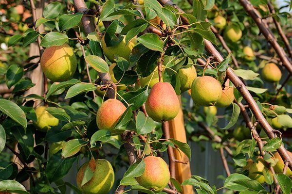 Груша Осенняя Яковлева: Идеальная культура для вашего сада