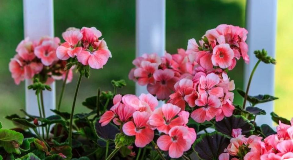 Герань: секреты успешного размножения и ухода за растением