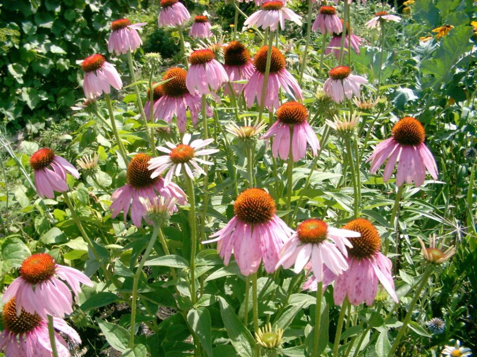 Эхинацея: идеальный цветок для вашего сада