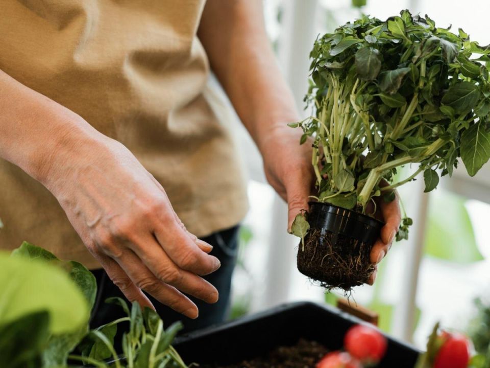 Опасные садовые растения: как не стать жертвой агрессивной флоры