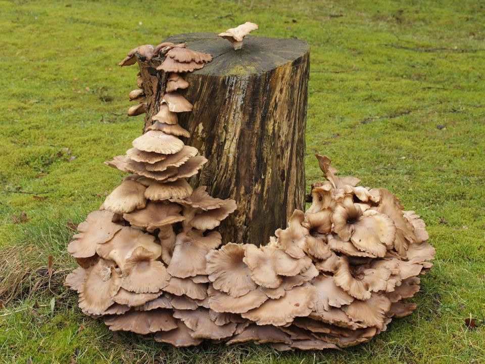 Устали от старых пней? Узнайте, как избавиться от них легко и быстро без труда