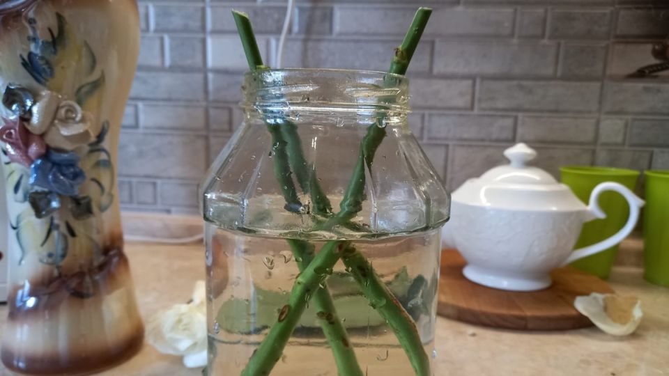 Проверенные рецепты: как укоренить черенки и сэкономить на покупке растений