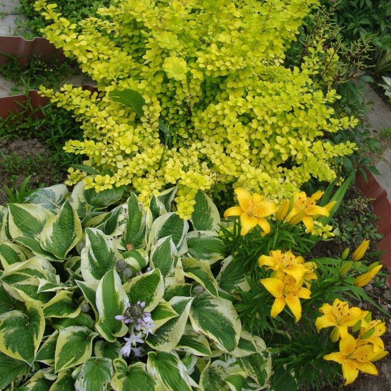 Сад для ленивых: выбираем простые в уходе растения