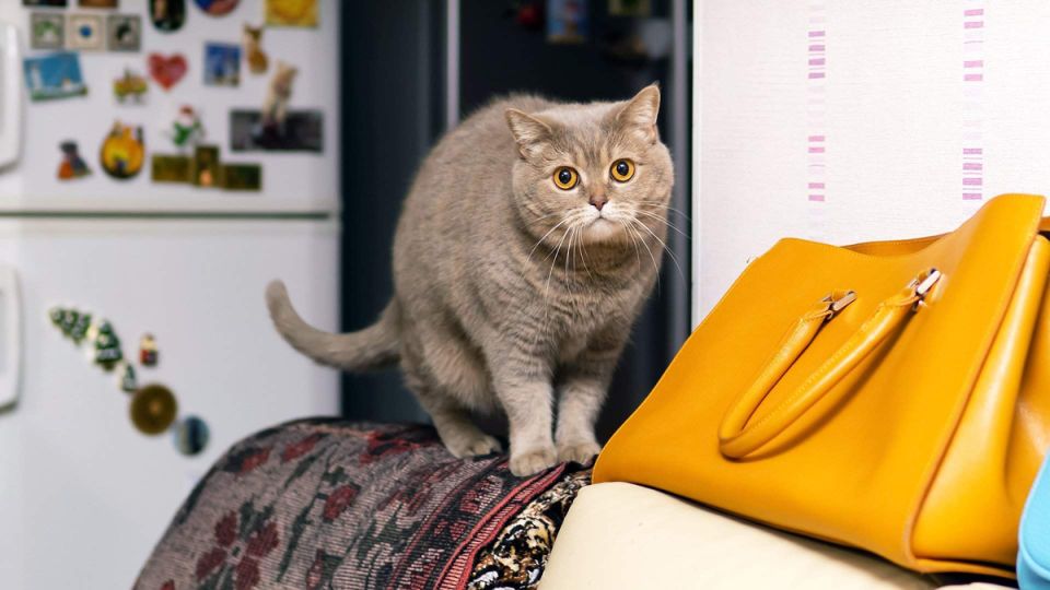 Квартиры под угрозой: защита жилья при аренде