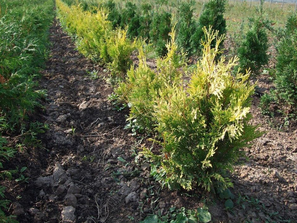 Туя: как устранить ошибки в уходе и вернуть здоровье растению