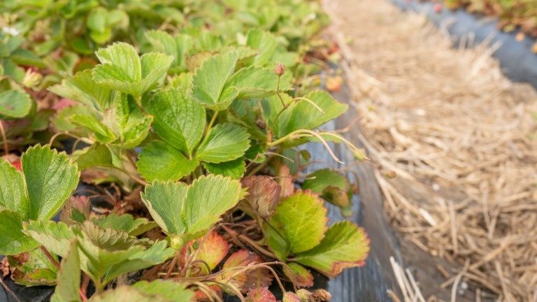 Зачем не стоит обрезать листья клубники после сбора урожая: советы опытных садоводов