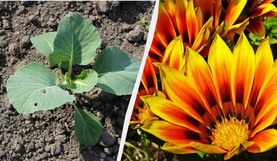 8 неприхотливых растений для идеального дачного участка