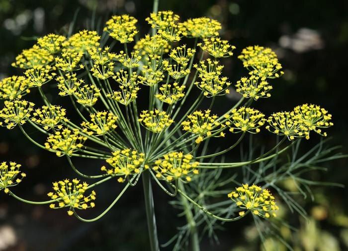 Соседство на огороде: что категорически нельзя сажать рядом с укропом