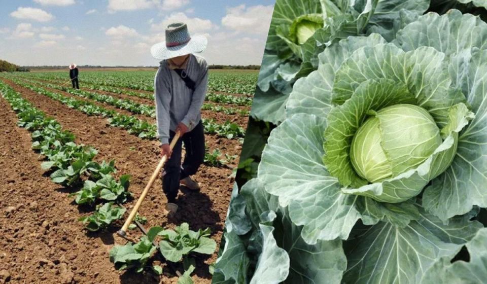 Как убедиться, что капуста готова к сбору: проверенные советы и сроки