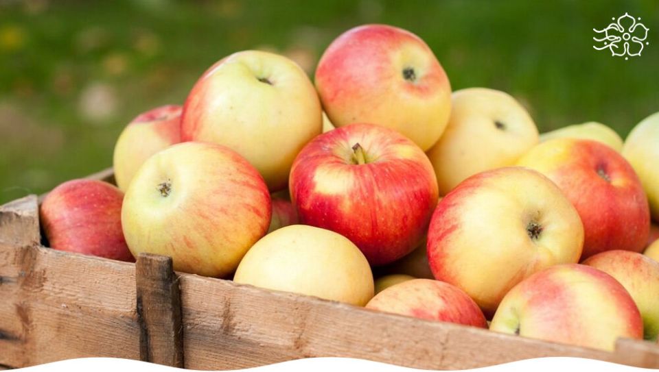 Проверенные методики для увеличения урожая яблок