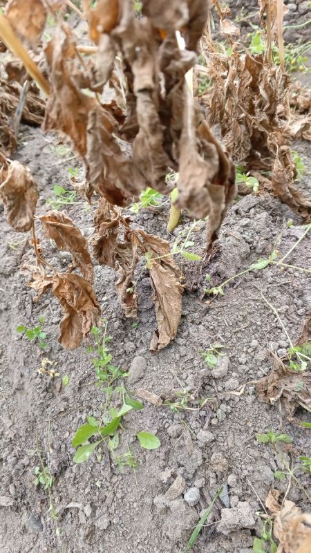 Что скрывает почерневшая ботва картошки? Разбираемся в причинах и последствиях