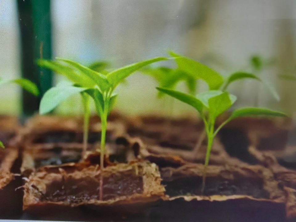 Секреты проращивания семян перца: отбор, стимулирование роста и идеальные условия