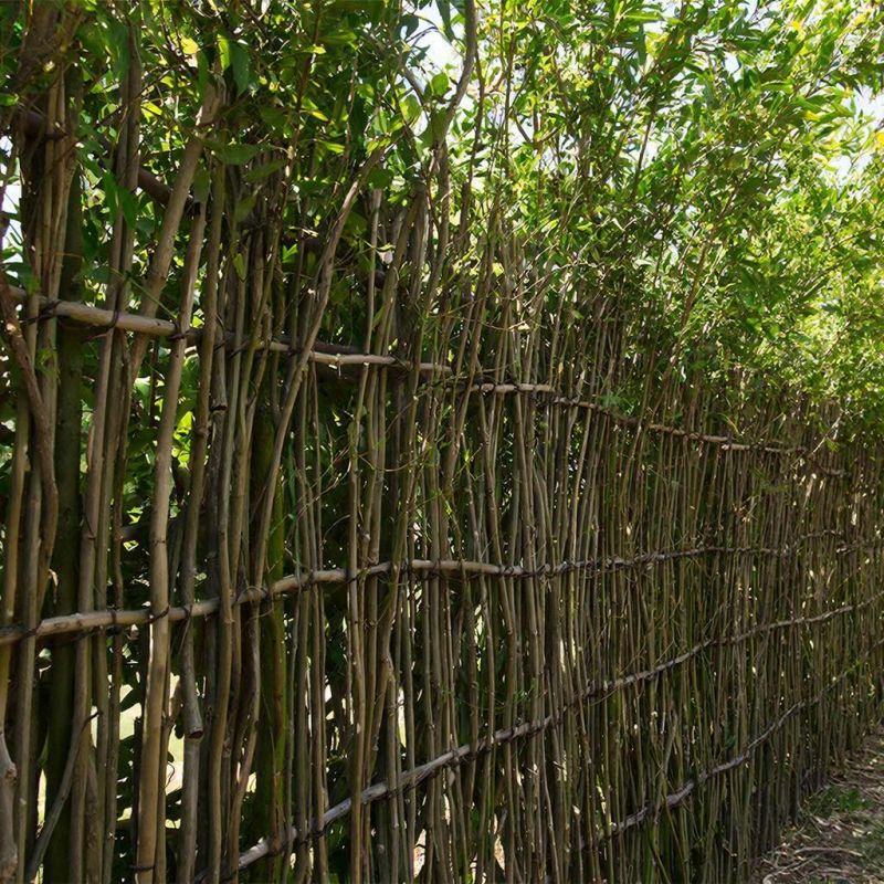 Живая изгородь из ив: зеленая стена, которая растет вместе с вами