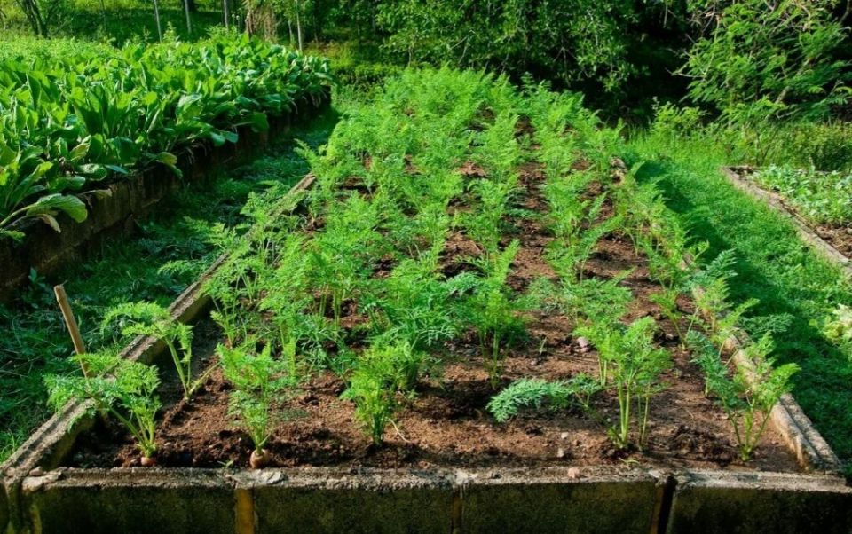 Как добиться великолепного урожая моркови?