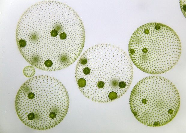 Учёные открыли новое измерение половой системы: водоросли с тремя полами