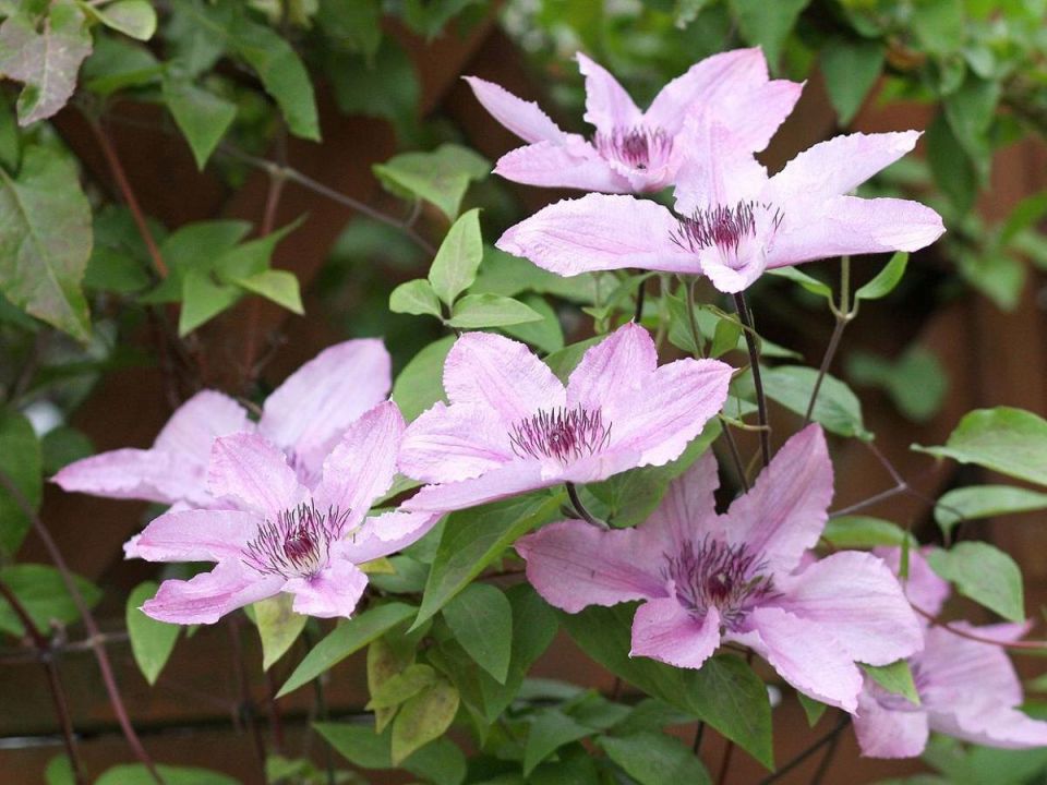 Клематис: ваш верный спутник в создании уютного сада