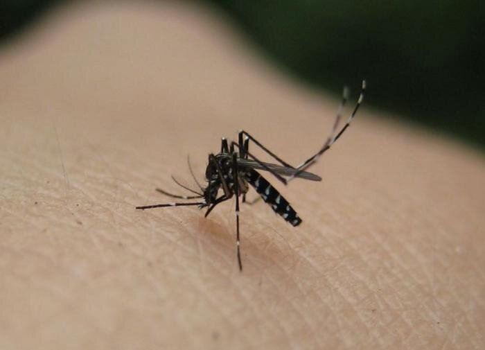 Растения-репелленты: как защититься от комаров с помощью зелени