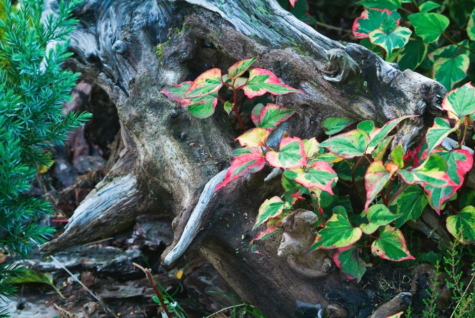 Садовые идеи для вдохновения