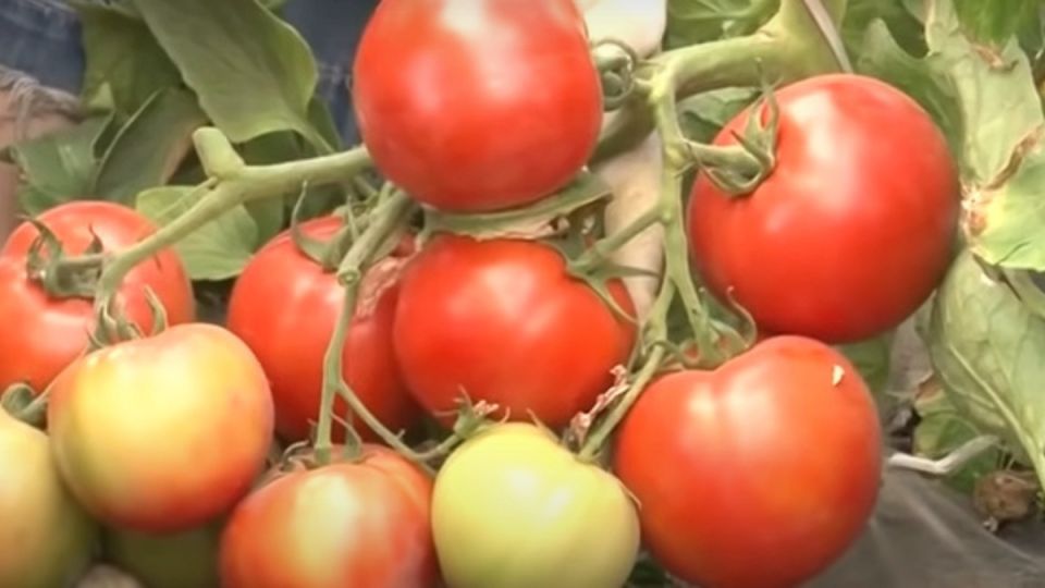 Прометей огорода: секреты выбора раннеспелых томатов для активных садоводов