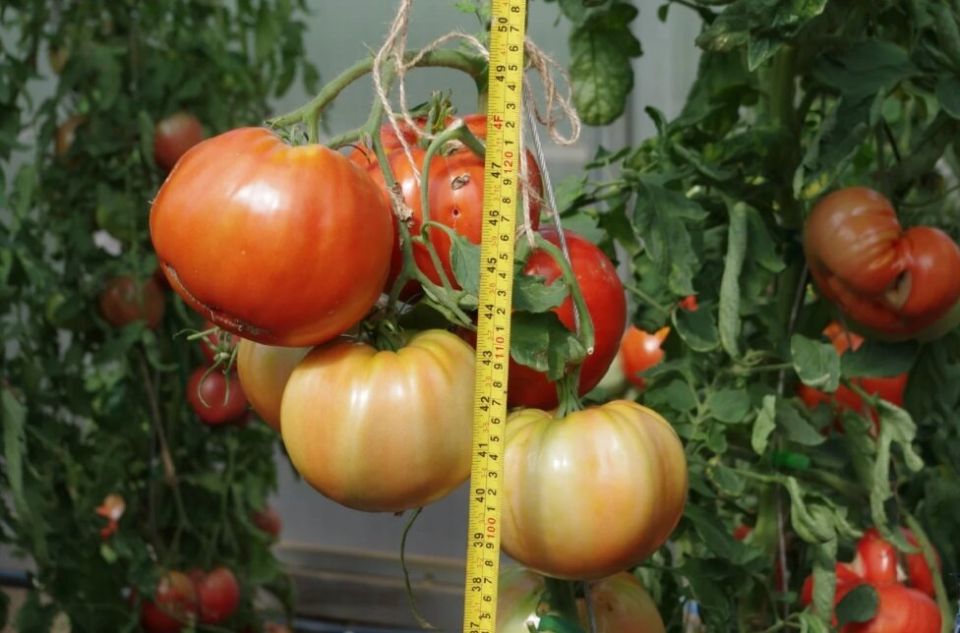Пять сортов помидоров, которые вдохновили дачников на новые покупки