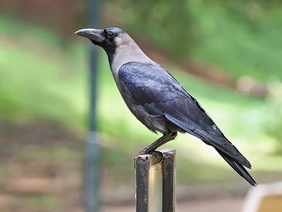 Вороны в огороде: как защитить свои растения