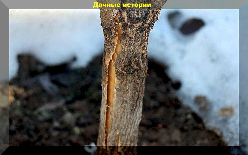 Весна в саду: как эффективно справиться с весенними проблемами плодовых деревьев