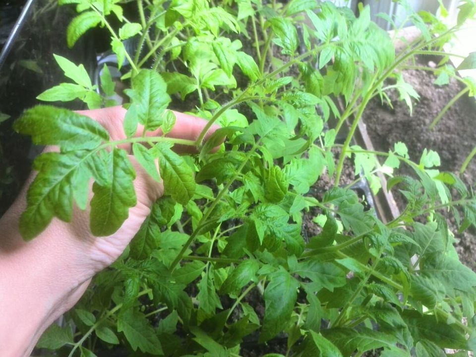 ������ �� ����������� ������� ������� �������