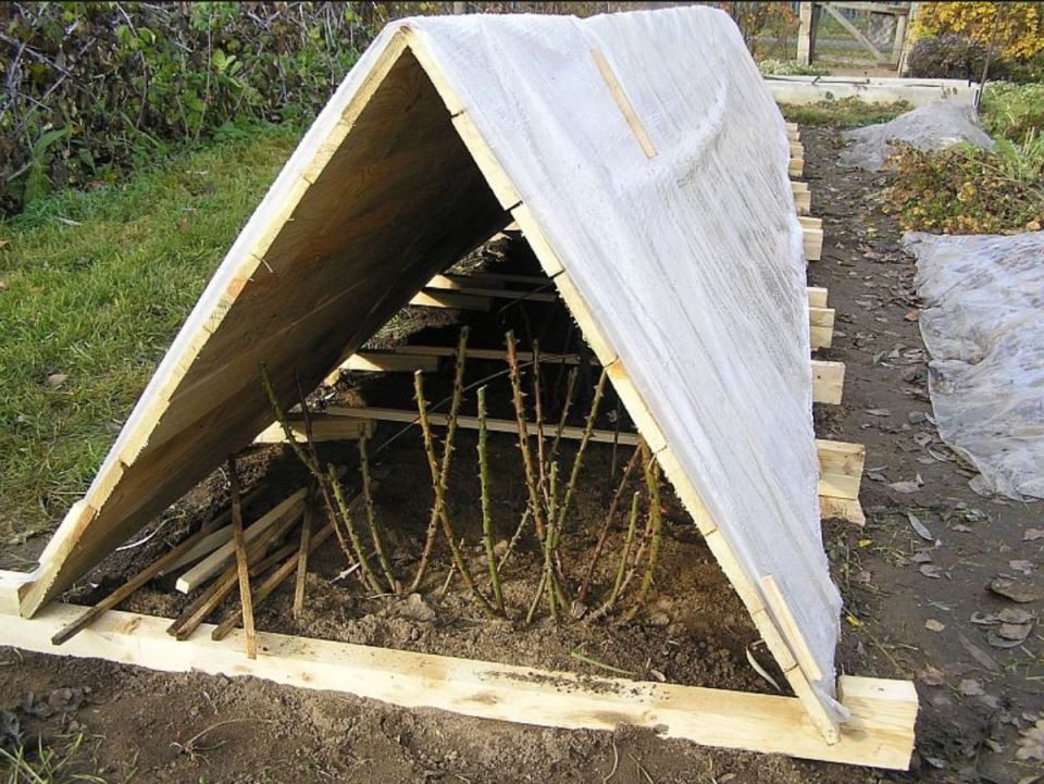 Летние заботы: Как правильно подготовить розы к зиме