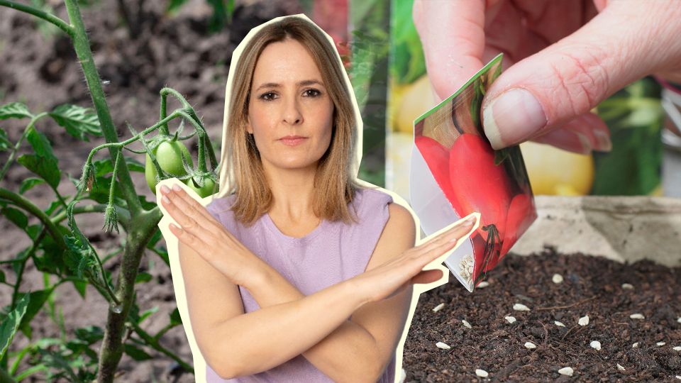 ��� ����� ������� ��� ����������: ���� �� ������� ������ �� ������