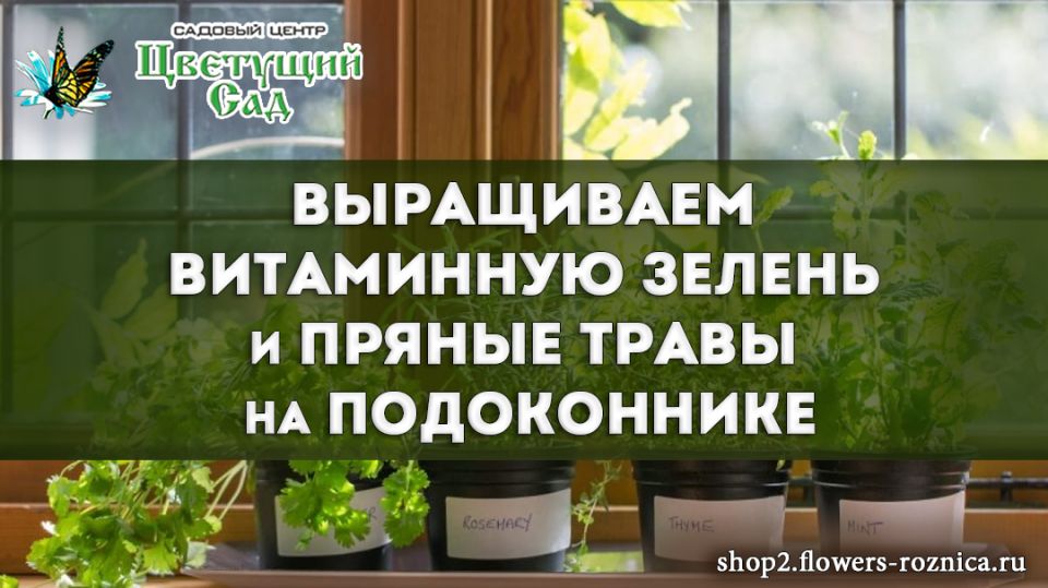 ��� ��������� ���������� ������ �� �����������: ������ � ������������