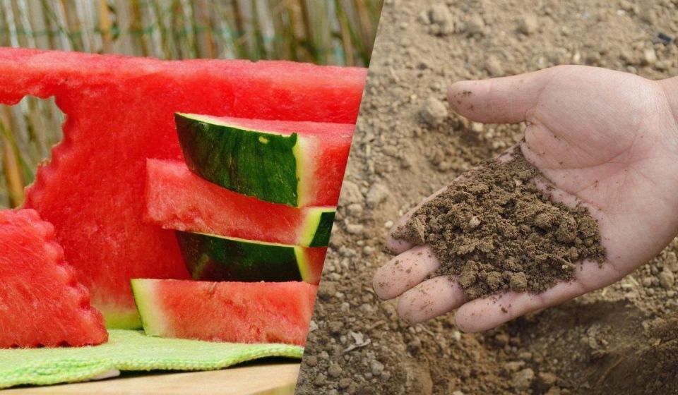 �������� �����: ����� ����� � ��������� ��� ������ �������