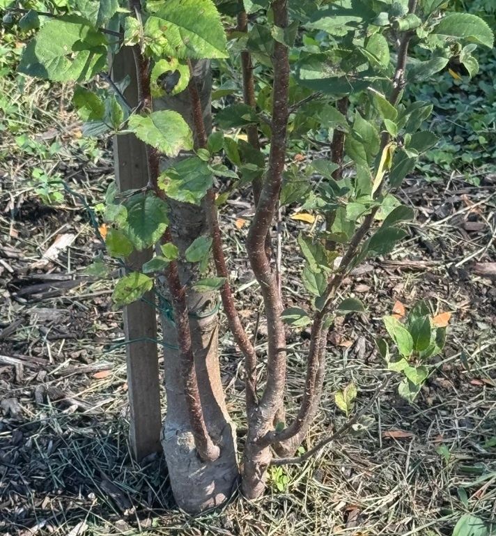 Как избавиться от волчков на плодовых деревьях